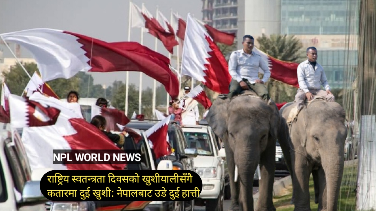 राष्ट्रिय स्वतन्त्रता दिवसको खुशीयालीसँगै कतारमा दुई खुशी: नेपालबाट उडे दुई हात्ती